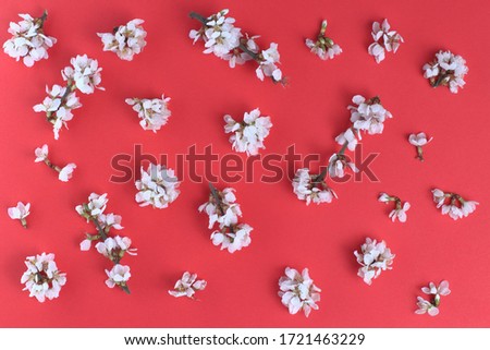 Cherry flowers on a red background, spring concept, close-up. Flat lay, top view.
