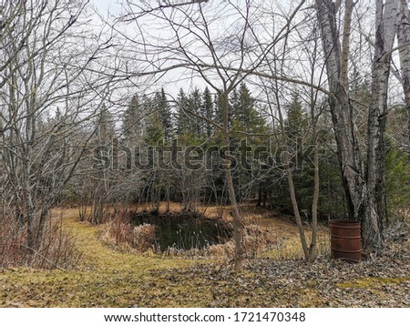 All natural outdoor setting with scenic, circular  fish pond, cattails, long bare tree branches, and rusty barrel next to a tree. Walking path around a pond in Mount Eagle, New Brunswick, Canada    