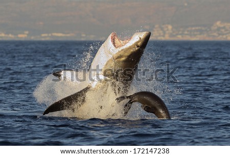 Great White Shark (Carcharodon carcharias) breaching in an attack on seal , South Africa  Royalty-Free Stock Photo #172147238