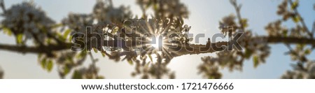 A blooming cherry tree in the backlight of springtime