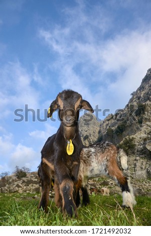 goat calf with yellow identification in Grazalema, Cadiz. Spain