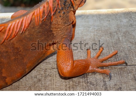 Close up on front leg with sharp claws of tropical reptile Red Iguana. Focus on leg with scaly skin. Skin in red, orange, yellow and blue tones. Red is genus of herbivorous lizards. Natural background