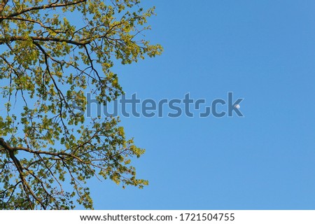 Branches of a large old oak tree with fresh green leaves against a clear blue sky