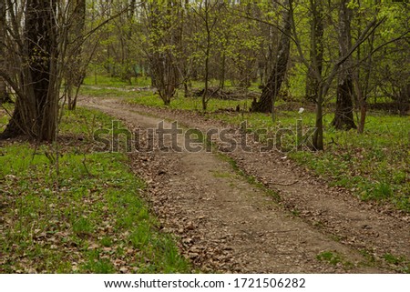 Country road in the spring forest.