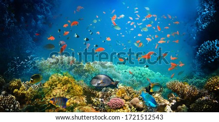 Underwater world. Coral reef and fishes in Red sea at Egypt Royalty-Free Stock Photo #1721512543