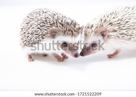 Two playful cute hedgehogs in house