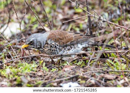 Thrush searches worms in the forest