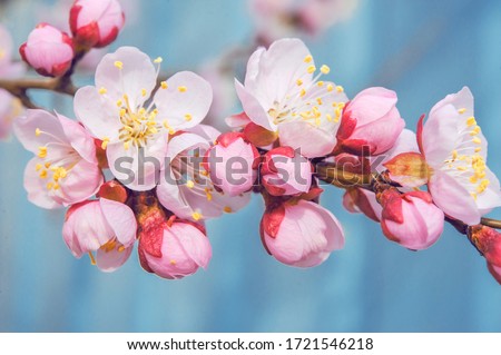 flowering fruit trees. apricot flowers Royalty-Free Stock Photo #1721546218
