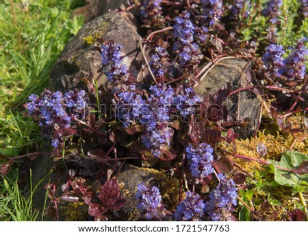 Spring Flowering Perennial Blue Common Bugle Herb Plant (Ajuga reptans) Growing by a Pond in a Country Cottage garden in Rural Devon, England, UK