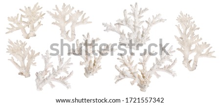 set of light corals isolated on white background