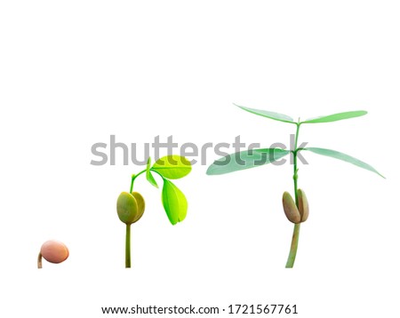 The step of growth plants isolated picture on white background 