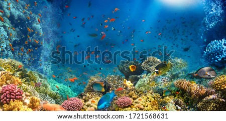 Underwater world. Coral reef and fishes in Red sea at Egypt Royalty-Free Stock Photo #1721568631