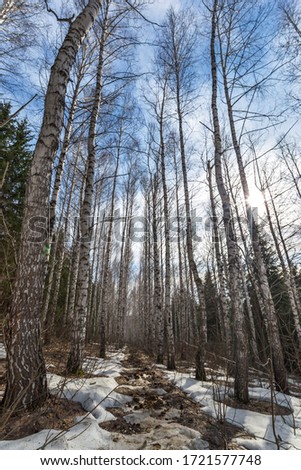 spring forest thawed from the trees