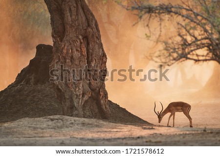African landscape with animals. Impala antelope in orange cloud of dust, illuminated by morning sun. Ancient forest of Mana Pools, Zimbabwe. Royalty-Free Stock Photo #1721578612