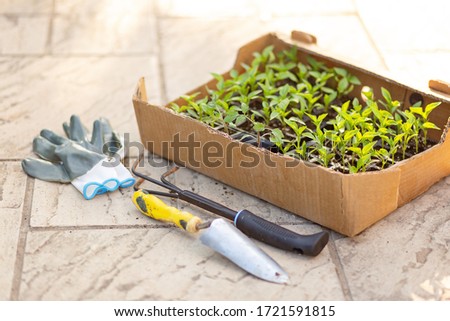 Close up varios seedlights in cartoon box and pots with garden equipment gloves, rake and shovel. Gardening and ecology concept