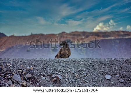 baboon an the edge of a gravel hill at a diamond mine in Botswana