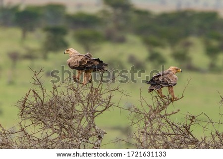 Two Tawny Eagles sitting in the tree tops against a softly blurred background of the Masai Mara savannah