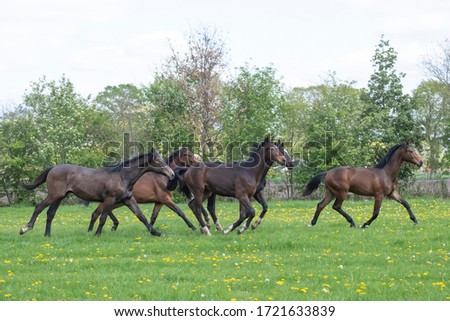 A herd of one year old stallions galloping in the green with yellow flowers pasture, blue sky and trees in the background.