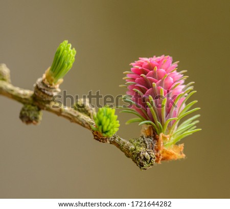 detail of female seed cone flower of European larch (larix decidua) at the end of twig Royalty-Free Stock Photo #1721644282