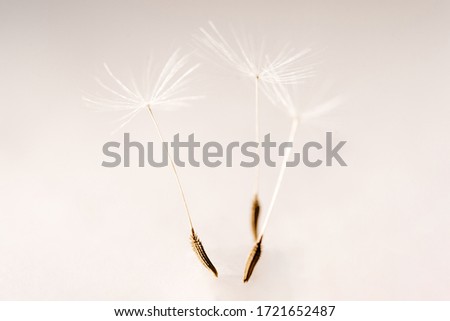 Fluffy Dandelion Seed Macro Abstract Background. Magical Graceful Group of Blowball Ballet Dancer Imitation. Beautiful Feather Light Flower Bloom Closeup Picture. Nature Beauty Detail Shot