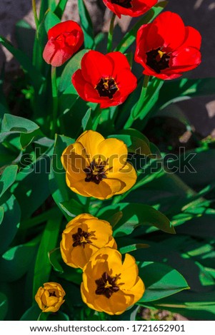 It's spring time. Image of colorful flowers.