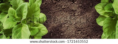Green leaves gardening concept. Place for text. Template for banner, poster. Blurred background.