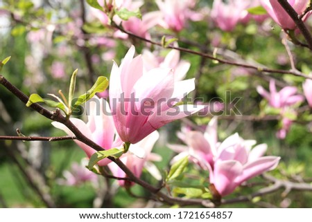 
magnolia spring flowers macro nature pink