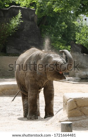 Young elephant is playing with the sand
