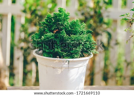 Thuja tree with green leaf and blur background (also known as Biota Orientalis, Vietnam). Nice Thuja tree pot in Dalat city. Royalty high-quality free stock image of trees