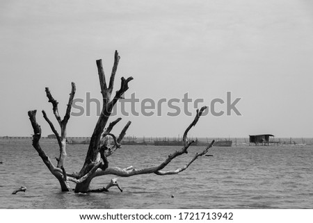 Picturesque Lone dead dry tree and rocks on the coast of the tropical island. Global warming concept, dry tree in the sea. Black and white photography.
