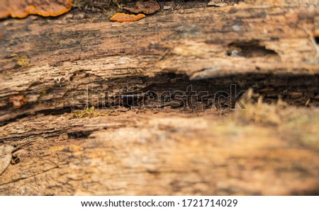 Forficula auricularia family in nature on a rotten wood