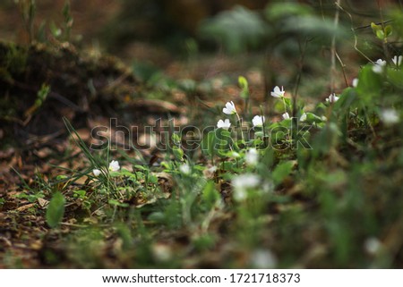 With the advent of spring, small white flowers with five petals woke up and blossomed in the forest. Forest clearing