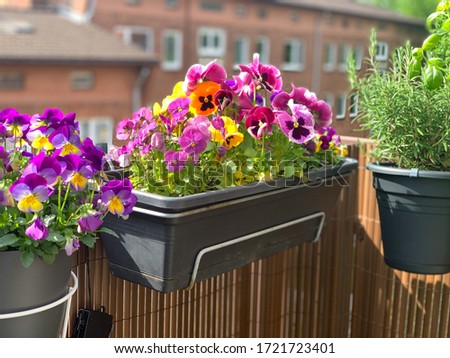Beautiful bright heartsease pansies flowers in vibrant purple, violet, and yellow color in a long flower pot hanging on the balcony fence, spring beautiful balcony flowers high angle view Royalty-Free Stock Photo #1721723401
