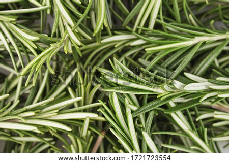 Fresh rosemary - plant twigs and leaves background Royalty-Free Stock Photo #1721723554