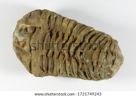 Phacops prehistoric trilobite fossil from 430 to 360 million years ago. Specimen length 80mm