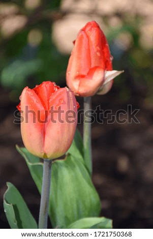 Two red tulips covered with water droplets. Stock Photo