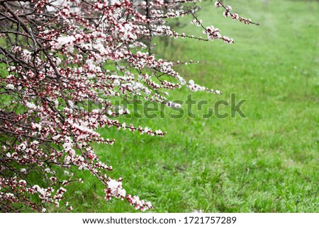 a sprig of flowering apricots in the spring season. A delicate flower of a tree. Delicate photo Wallpaper. Fragrance of apricot blossom