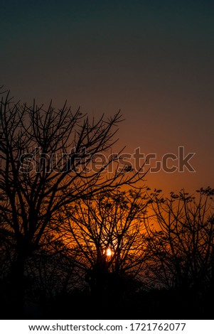 silhouette of tree with orange sunset on the background