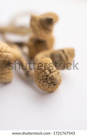 Psilocybin Mushroom. White background. Psilocybin mushroom. Albino A strain.