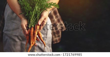 Farmers holding fresh carrots in hands on farm at sunset. Woman hands holding freshly bunch harvest. Healthy organic food, vegetables, agriculture, close up, toning Royalty-Free Stock Photo #1721769985