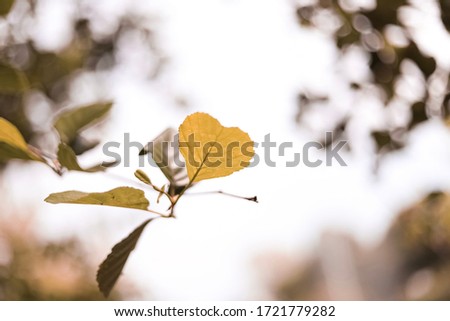 A leaf formed like a heart and focused in the foreground of the picture