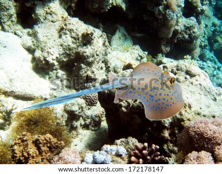 A blue spotted stingray (Taeniura lymma) swims away at the Blue Hole, Red Sea