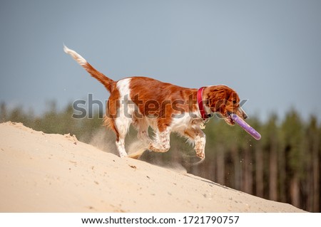 Adorable cute welsh springer spaniel, active happy healthy dog playing outside. Royalty-Free Stock Photo #1721790757