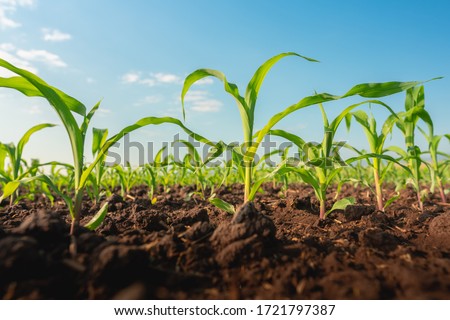 Maize seedling in the agricultural garden with blue sky Royalty-Free Stock Photo #1721797387