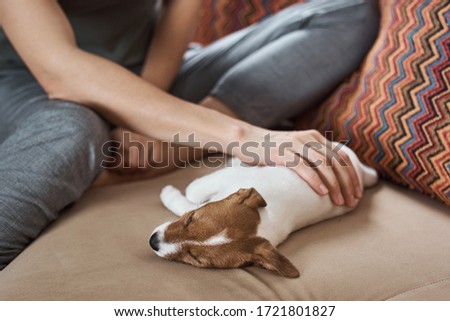 Woman petting jack russel terrier puppy dog on sofa. Good relationships and friendship between owner and animal pet