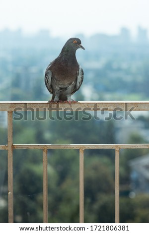 Pigeon (Dove) sitting on the balcony on urban skyline background. A lot of space for text. Copy space. Modern city concept 
