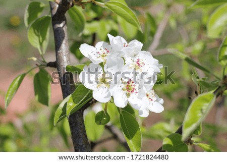Flowering pear tree, color photo
