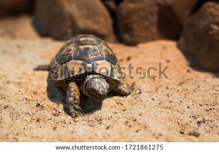 Close up Macro Sea turtle crawl on the Sand , close-up picture of Loggerhead turtle, Caretta caretta ,  Galapagos tortoise Big turtle , Beach animal in the National  zoo