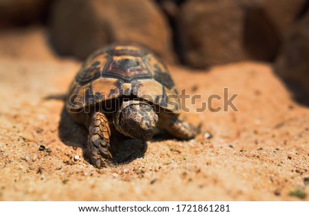 Close up Macro Sea turtle crawl on the Sand , close-up picture of Loggerhead turtle, Caretta caretta ,  Galapagos tortoise Big turtle , Beach animal in the National  zoo