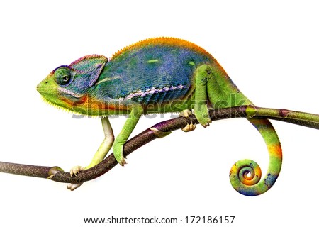 chameleon Royalty-Free Stock Photo #172186157